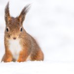 Fit für den Winter: Überlebensstrategien von Tieren und Pflanzen für die kalte Jahreszeit