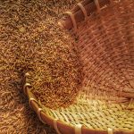 MINT am Bauernhof: Vom Korn zum Brot