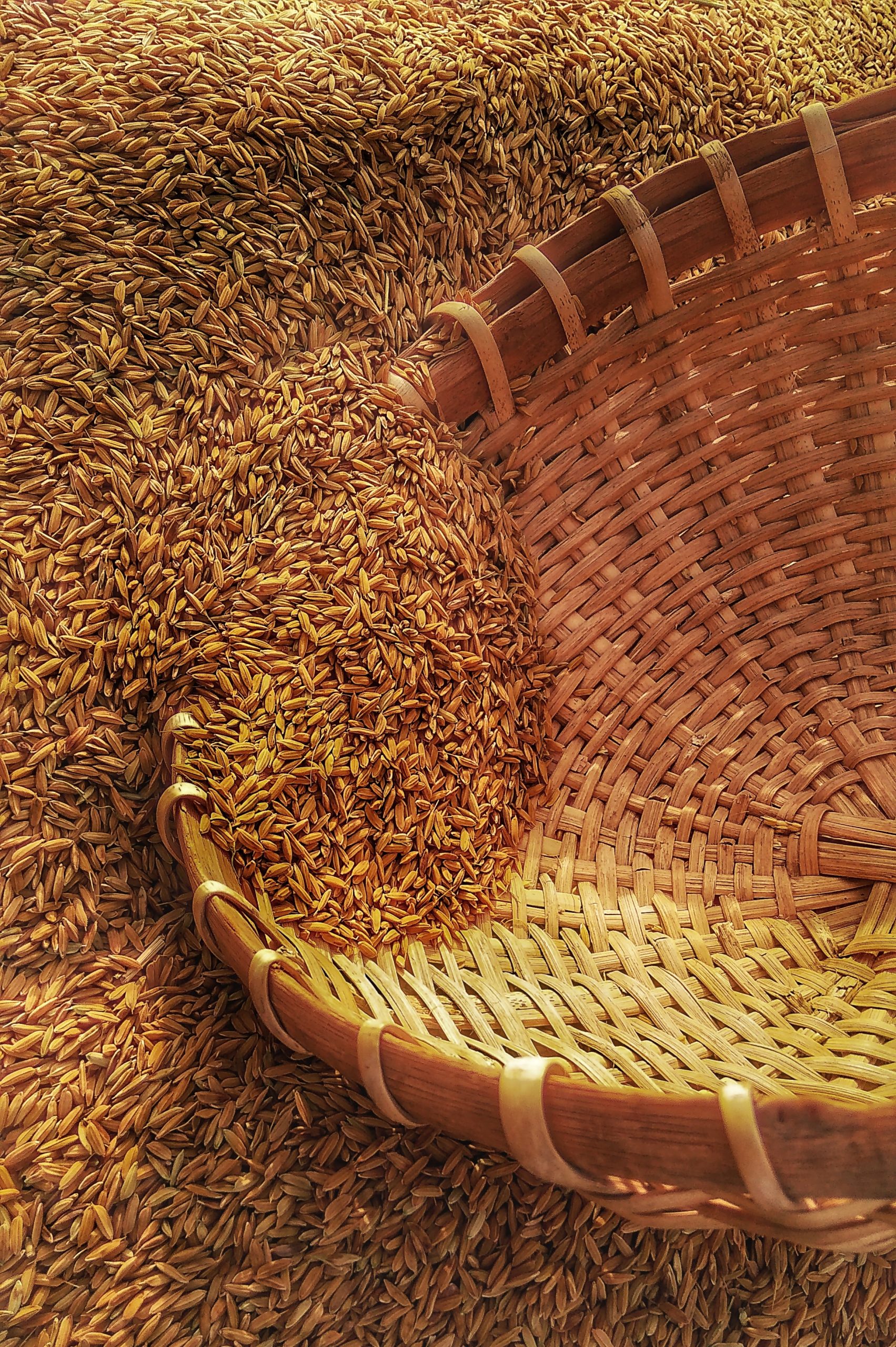 MINT am Bauernhof: Vom Korn zum Brot